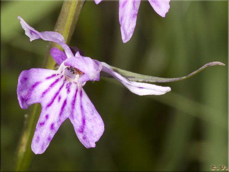 Orchide macchiata Dactylorhiza maculata  Orchideaceae Orchidales