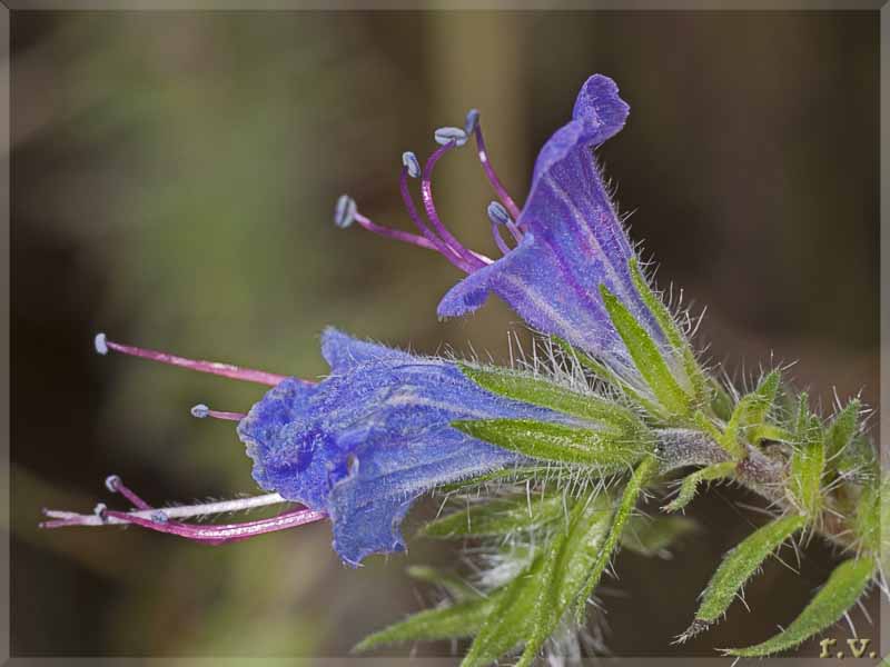 Viperina azzurra Echium vulgare  Boraginaceae Lamiales