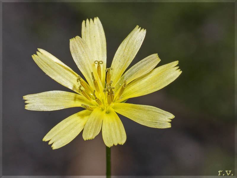 Lattuga selvatica Lactuca serriola  Asteraceae Asterales