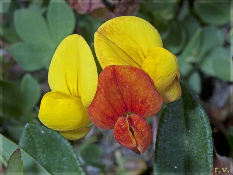 Ginestrino alpino Lotus alpinus  Fabaceae Fabales