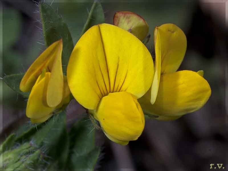 Ginestrino Lotus corniculatus  Fabaceae Fabales
