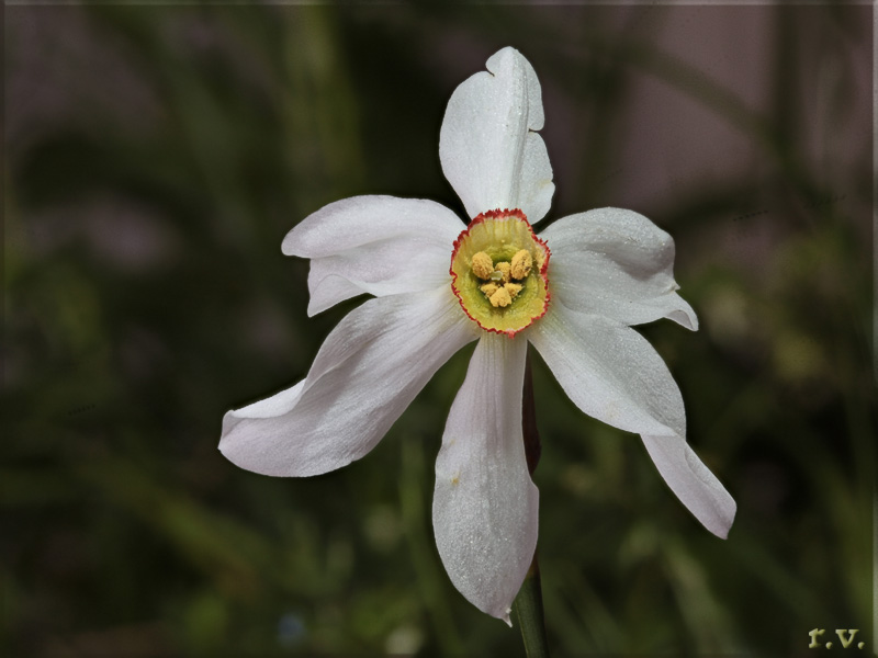 Narciso giunchiglia Narcissus jonquilla  Amaryllidaceae Liliales