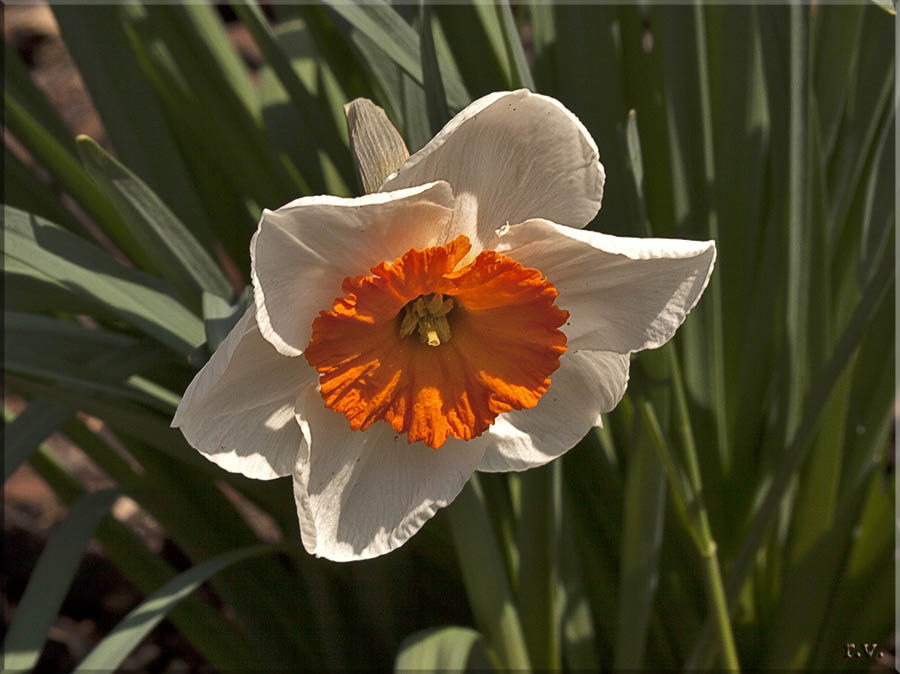 Narciso nostrale Narcissus tazetta  Amaryllidaceae Liliales