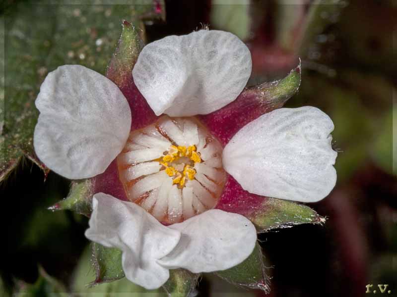 Cinquefoglia Fragola secca Potentilla micrantha  Rosaceae Rosales