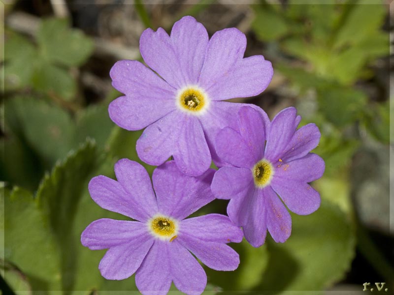 Primula farinosa Primula farinosa  Primulaceae Primulales