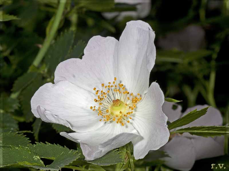 Rovo<br>Spino della madonna<br>(visto le bestemmie che fa dire) Rubus fruticosus  Rosaceae Rosales
