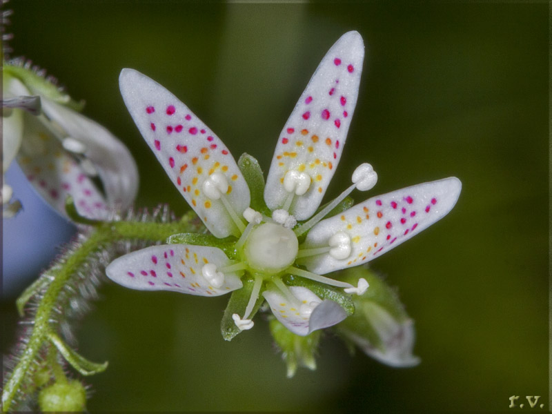 Saxifraga rotundifolia