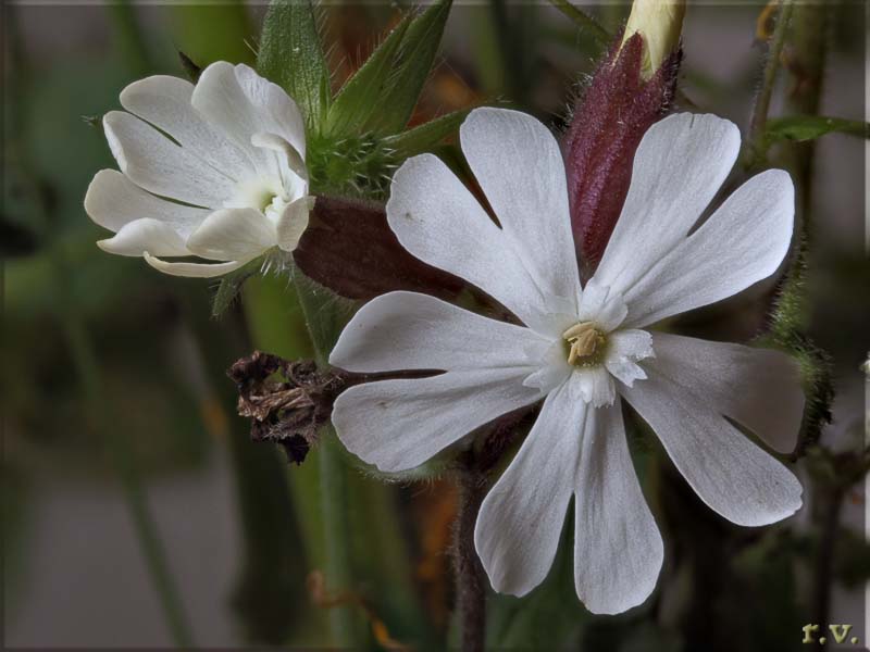 Caryophyllales Silene alba  Caryophyllaceae Silene bianca