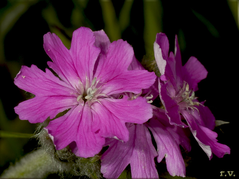 Crotonella fior di Giove Silene flos-jovis  Caryophyllaceae Caryophyllales