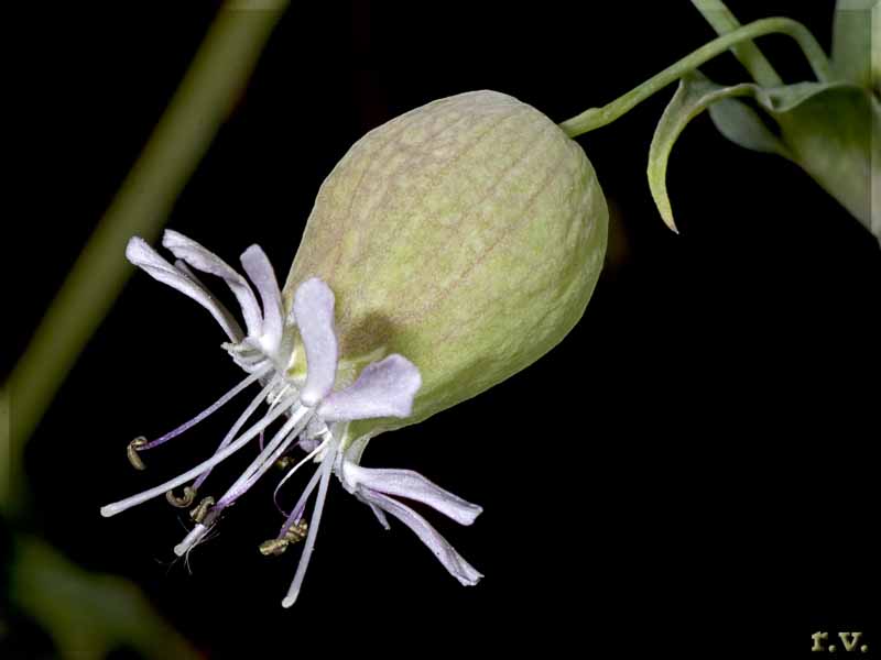Erba del cucco Silene vulgaris  Caryophyllaceae Caryophyllales