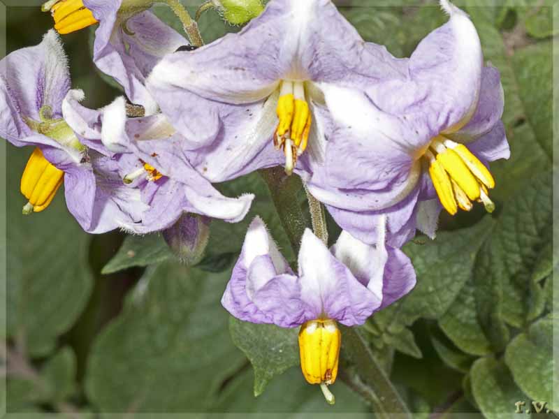 Solano della Carolina Solanum carolinense  Solanaceae Solanales