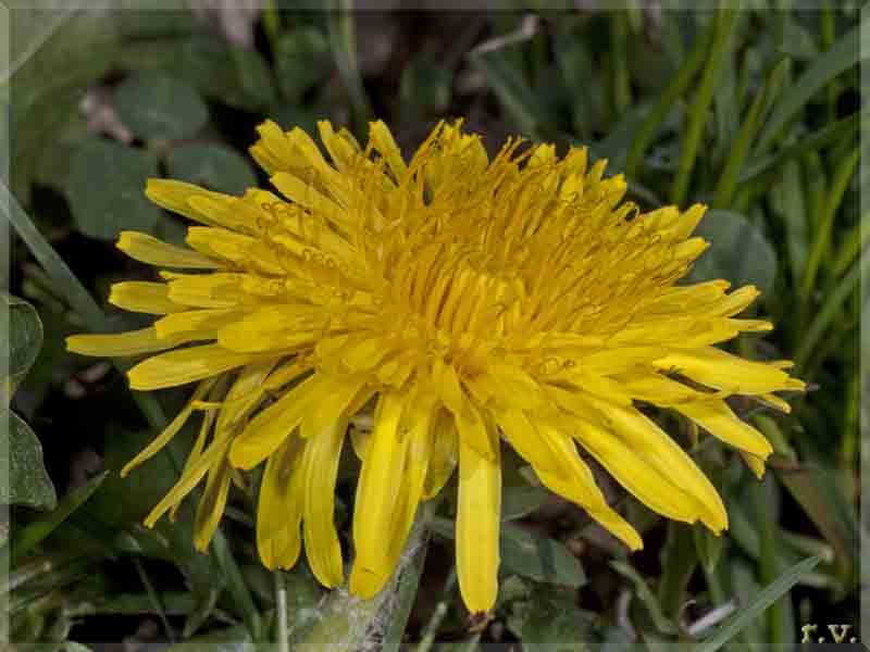 Soffione Taraxacum officinale  Asteraceae Asterales