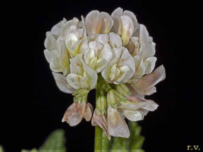 Trifoglio bianco  Trifolium repens  Fabaceae Fabales