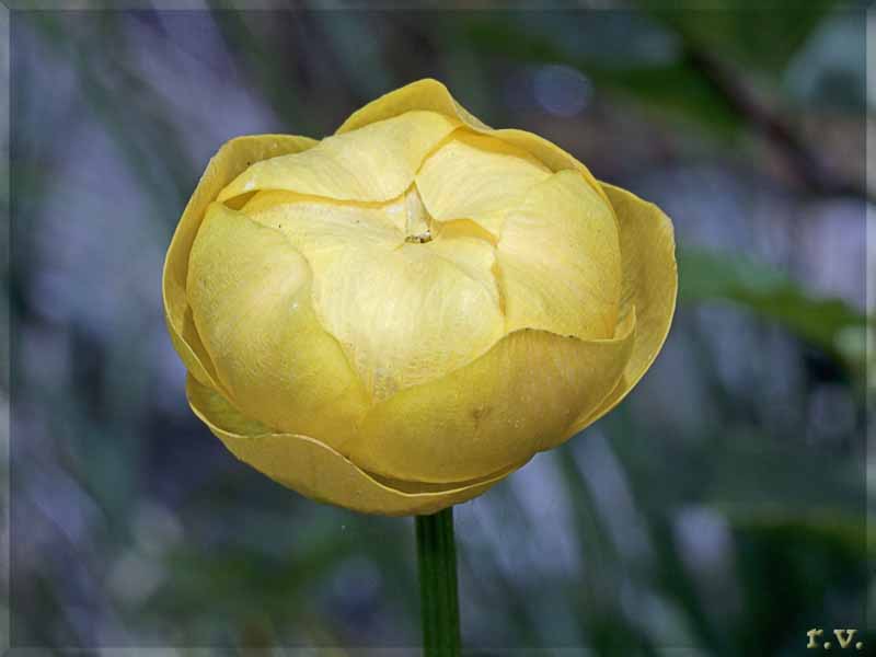 Botton d'oro Trollius europaeus  Ranunculaceae Ranunculales