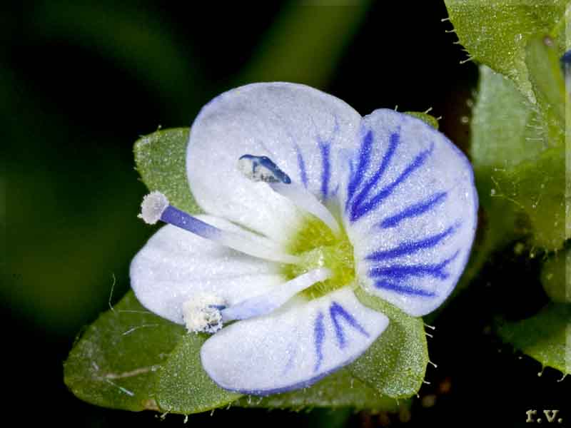 Veronica a fogliie di Serpillo Veronica serpyllifolia  Scrophulariaceae Scrophulariales