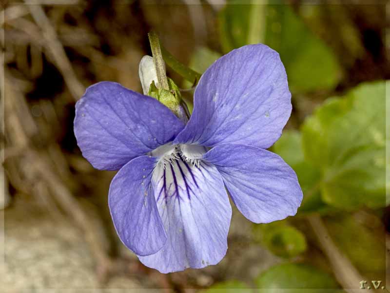 Viola silvestre Viola reichenbachiana  Violaceae Violales