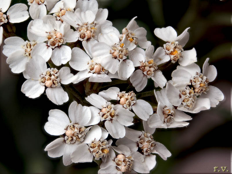 Achillea erbarotta