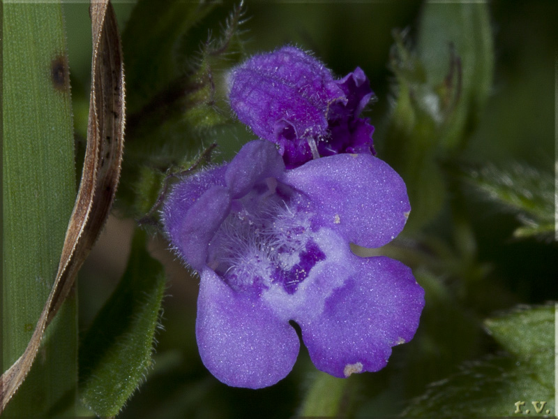 Santoreggia alpina Acinos alpinus  Lamiaceae Lamiales