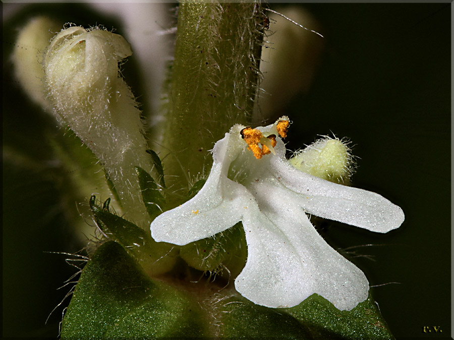 Erba di san Lorenzo Ajuga reptans  Lamiaceae Lamiales