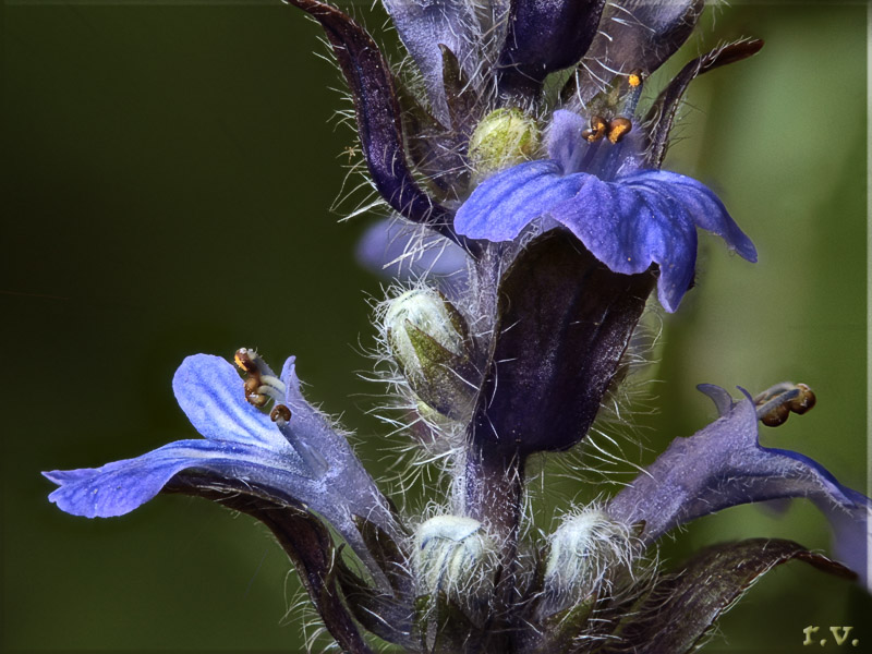 Iva acaule Ajuga tenorei  Lamiaceae Lamiales