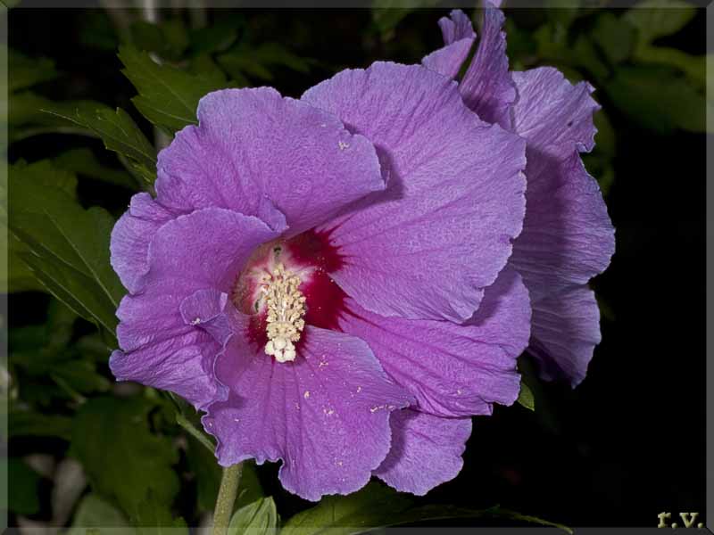 Malvone Alcea rosea  Malvaceae Malvales