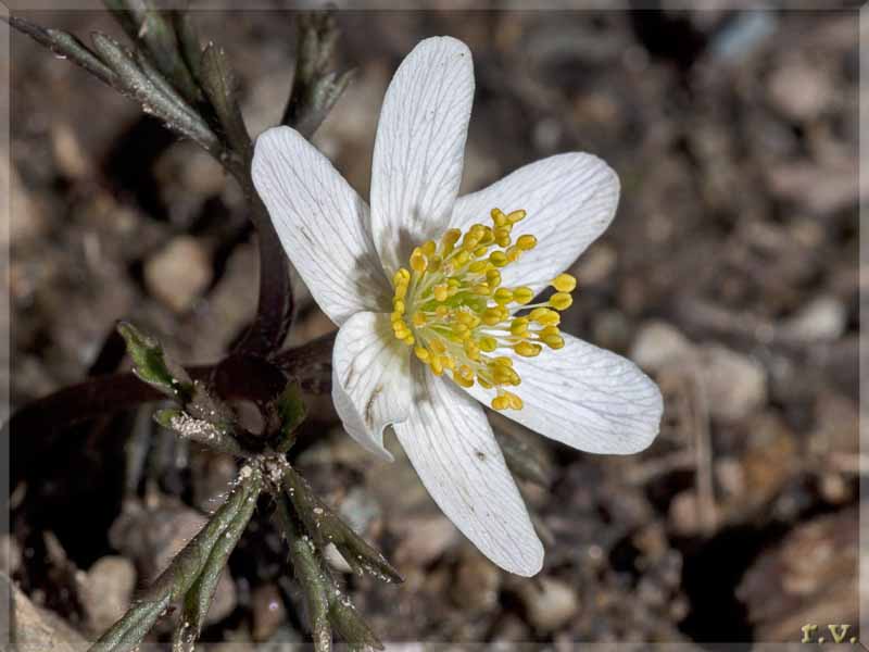 Anemone narcissiflora