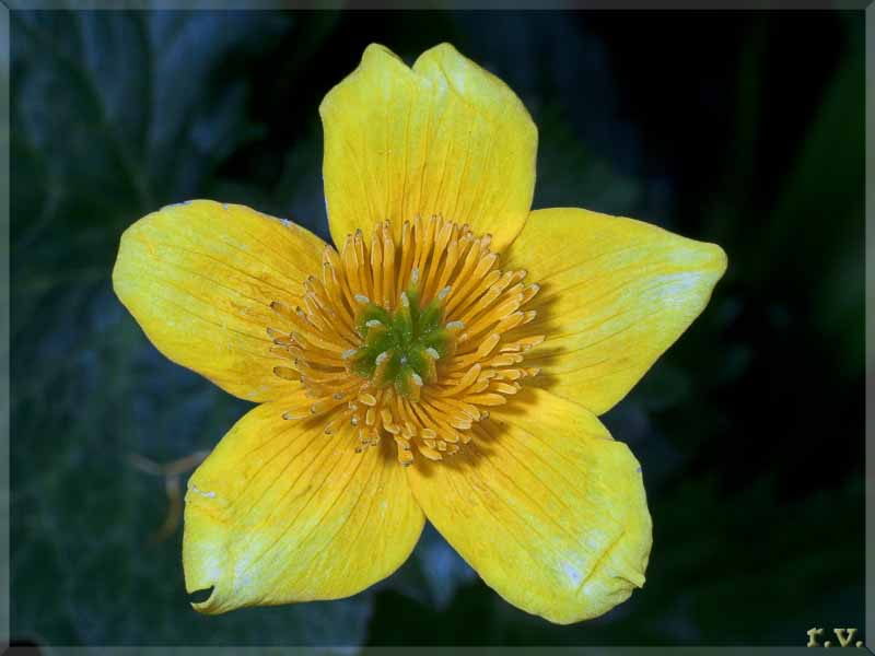 Anemone giallo Anemone ranunculoides  Ranunculaceae Ranunculales