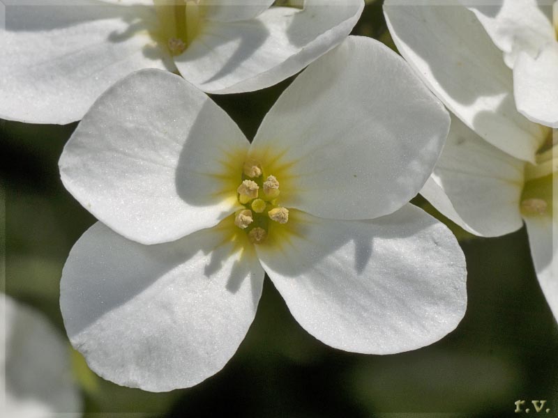 Arabetta maggiore Arabis turrita  Brassicaceae Capparales