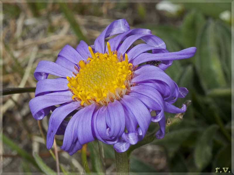 Astro delle Alpi Aster alpinus  Asteraceae Asterales