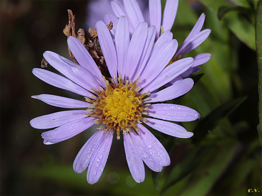 Astro di Virgilio Aster amellus  Asteraceae Asterales