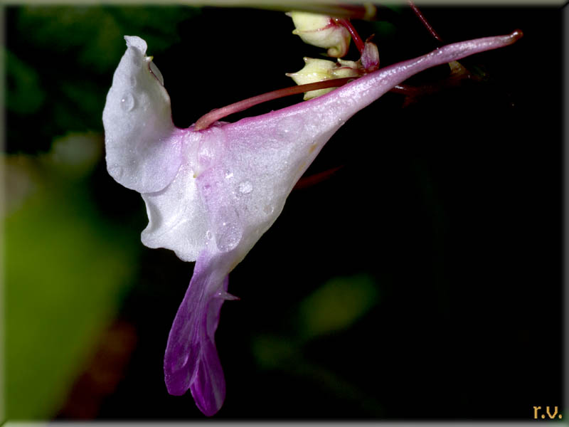 Balsamina di Balfour  Balsamina balfourii  Balsaminaceae Geraniales