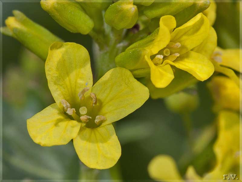 Erba di santa barbara  Barbarea vulgaris  Brassicaceae Capparales