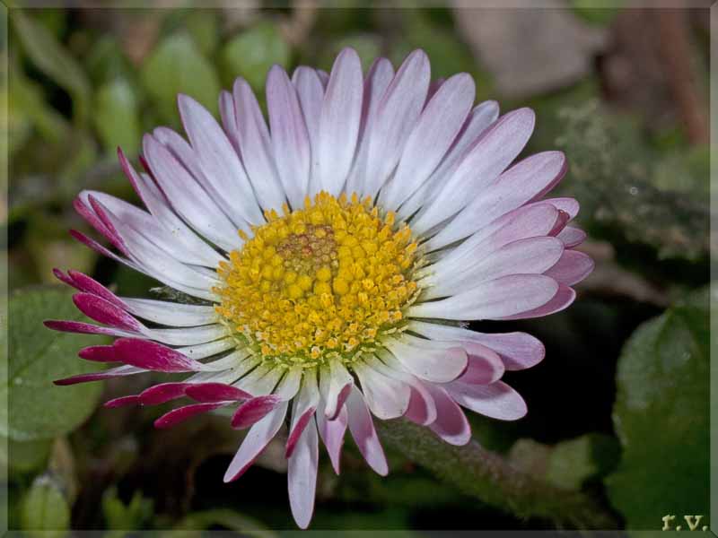Pratolina Bellis perennis  Asteraceae Asterales