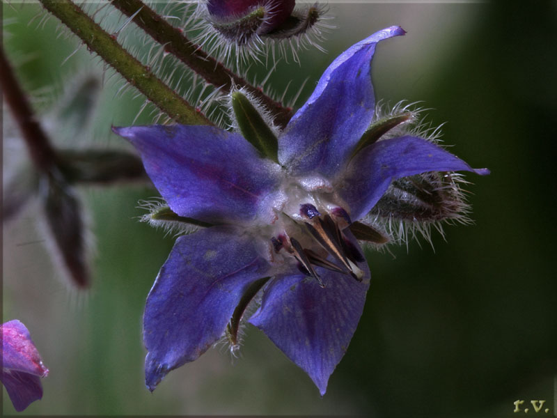 Borragine Borago officinalis  Boraginaceae Solanales