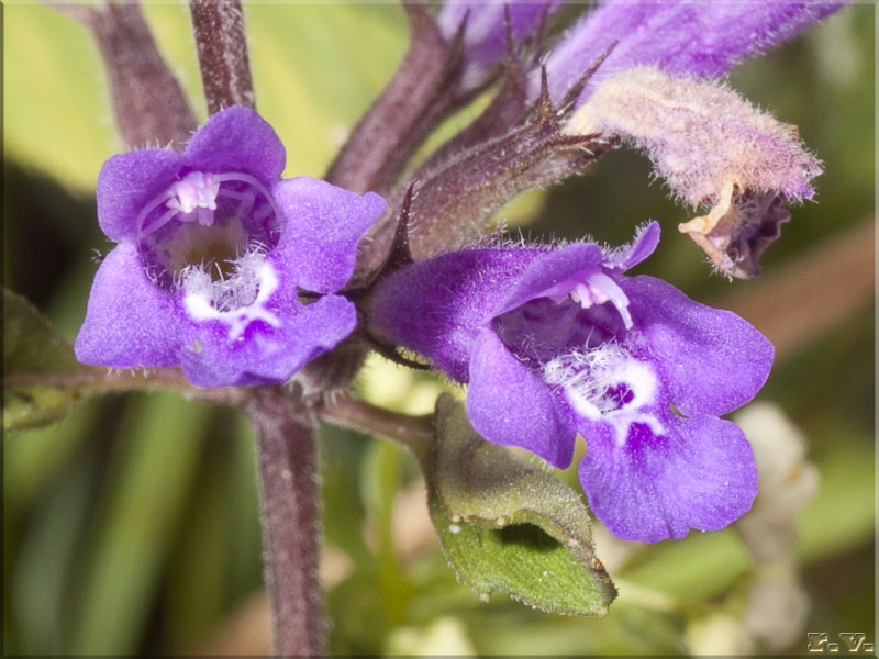 Mentuccia montana Calamintha grandiflora  Lamiaceae Lamiales