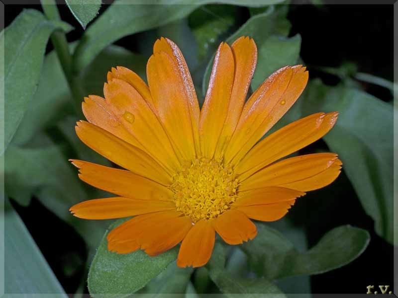 Calendula Calendula officinalis  Asteraceae Asterales