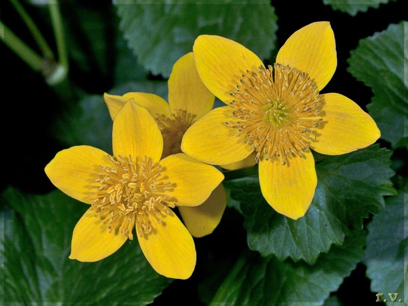 Caltha palustris