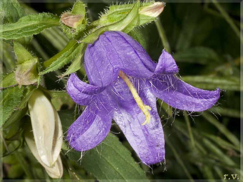 Campanula barbata Campanula barbata  Campanulaceae Asterales