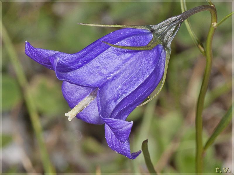 Campanula dei ghiaioni Campanula cochleariifolia  Campanulaceae Asterales