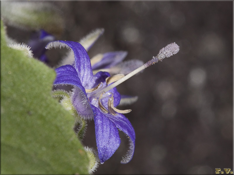 Campanula piemontese Campanula elatines  Campanulaceae Asterales