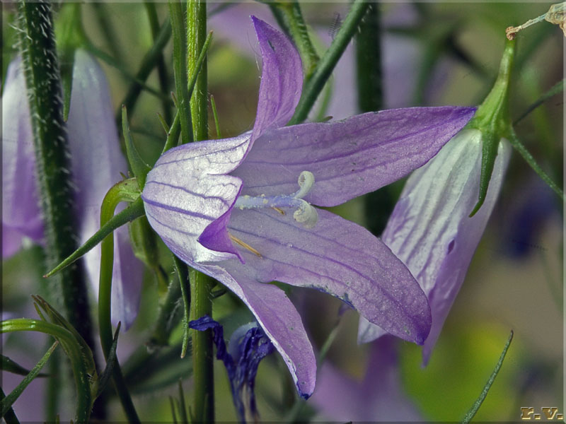 Raponzolo<br>Raperonzolo Campanula rapunculus  Campanulaceae Asterales