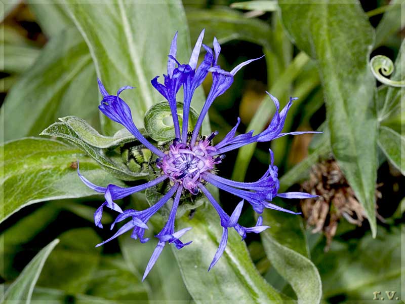 Fiordaliso montano Centaurea montana  Asteraceae Asterales