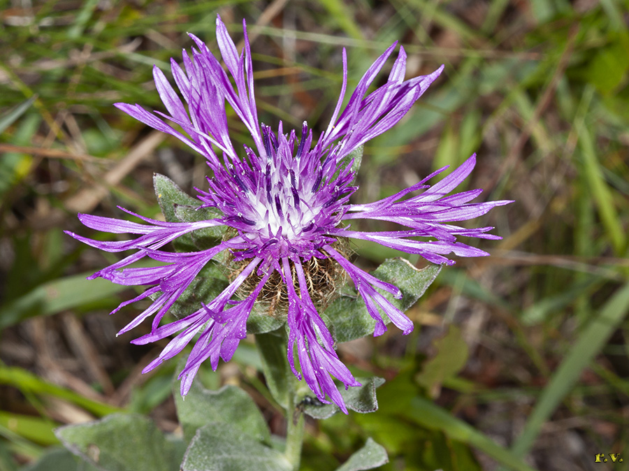 Fiordaliso alpino Centaurea nervosa  Asteraceae Asterales