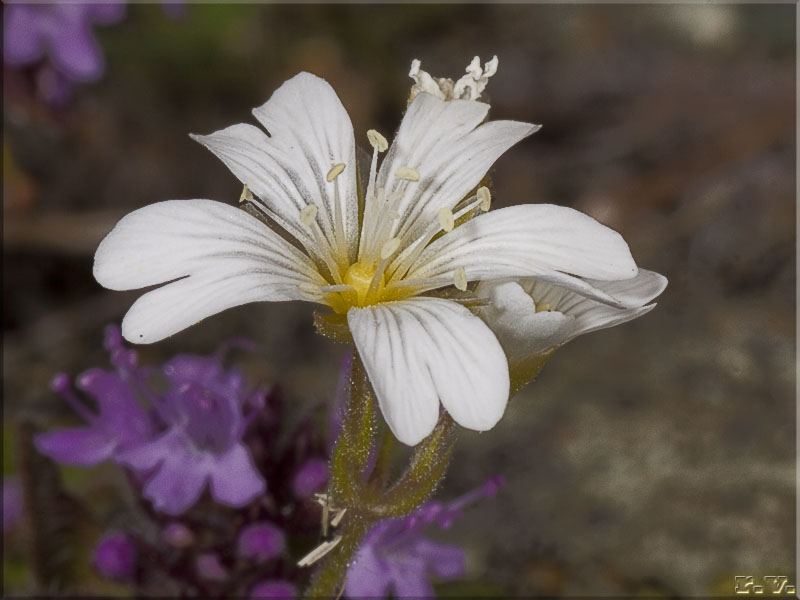 Cerastium ligusticum