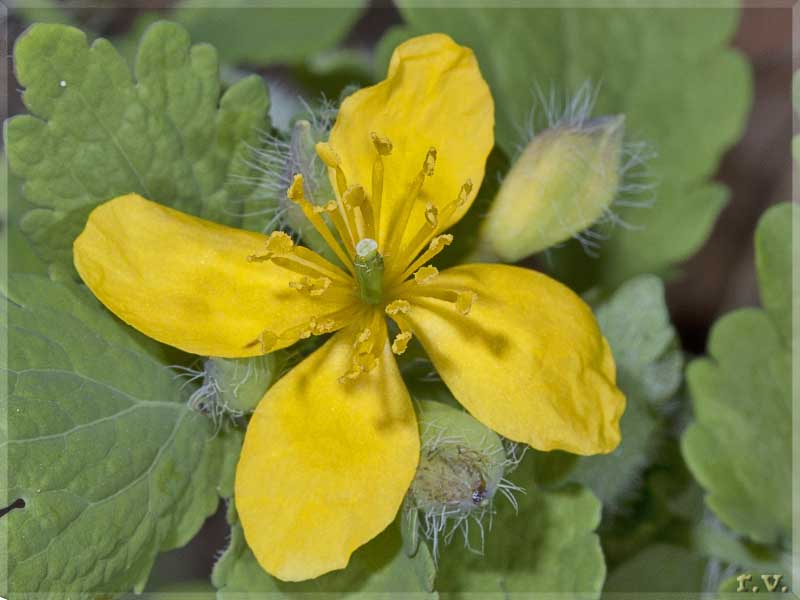Erba dei porri Chelidonium majus  Papaveraceae Ranunculales