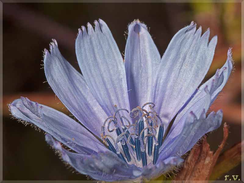 Cicoria Cichorium intybus  Asteraceae Asterales