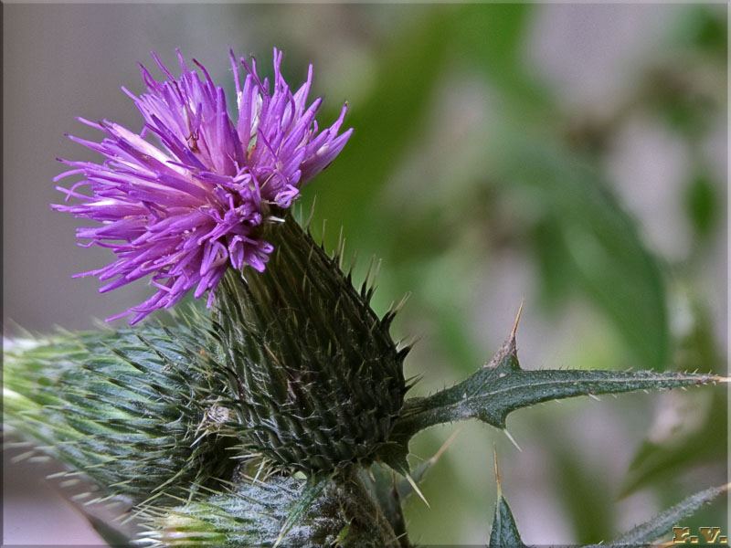 Cardo asinino Cirsium vulgare  Asteraceae Asterales