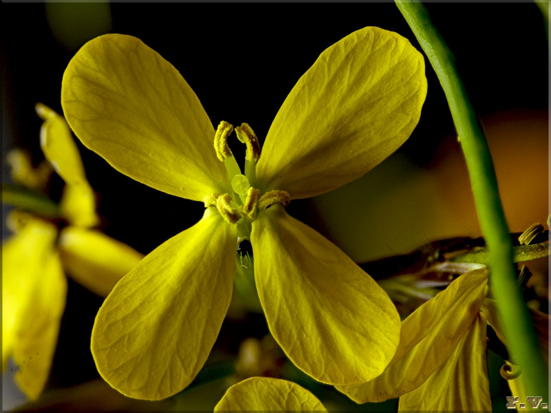 Senape violaciocca Coincya monensis  Brassicaceae Brassicales