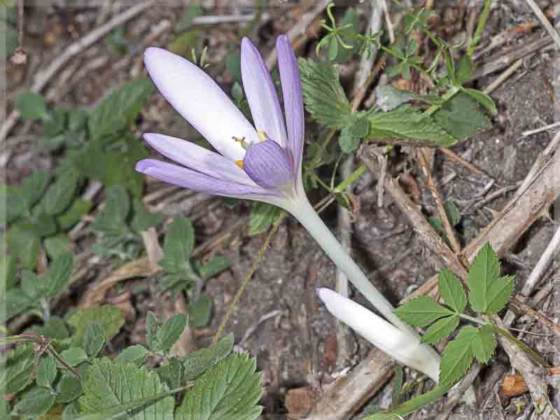 Colchico Efemera Zafferano matto Giglio matto Freddolina Colchicum autumnale  Liliaceae Liliales