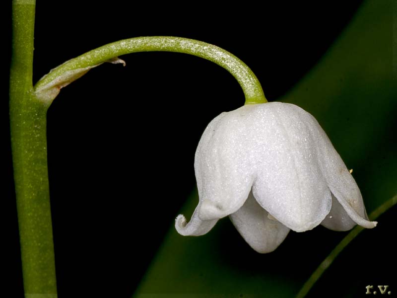 Mughetto Convallaria majalis  Convallariaceae Asparagales
